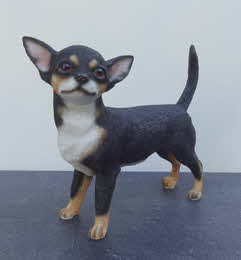 lp41668 Chihuahua